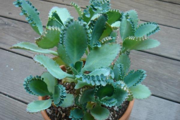 落地生根功效與作用及禁忌 落地生根特點與簡介