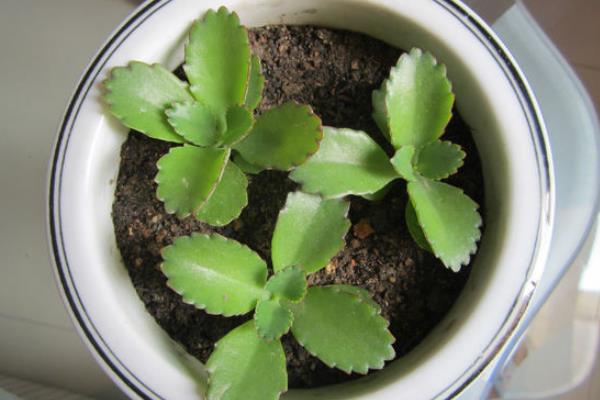 落地生根功效與作用及禁忌 落地生根特點與簡介