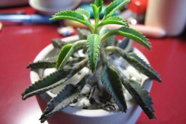 落地生根功效與作用及禁忌 落地生根特點與簡介