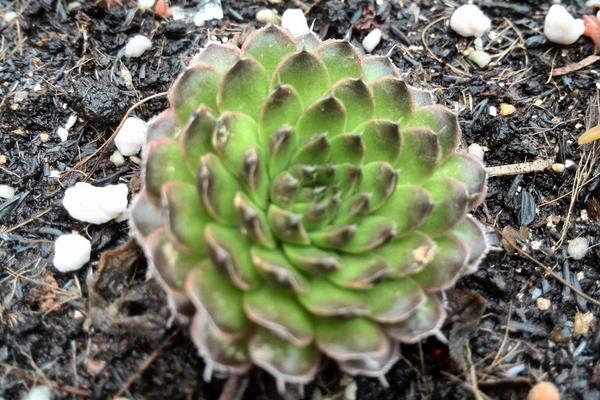 瓦松屬多肉有哪些品種（鑒別方法） 瓦松的生長習(xí)性及分布