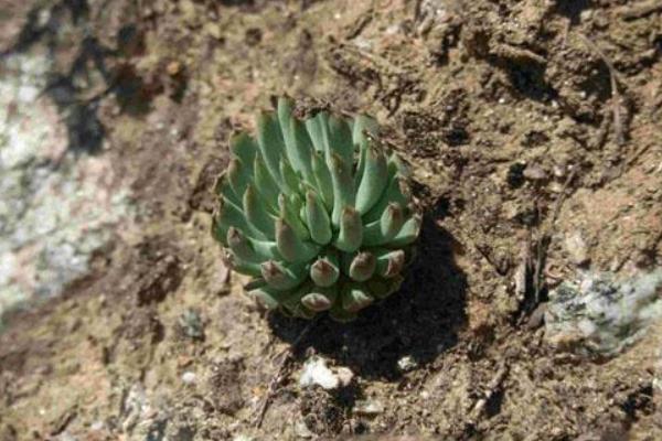 瓦松屬多肉有哪些品種（鑒別方法） 瓦松的生長習(xí)性及分布