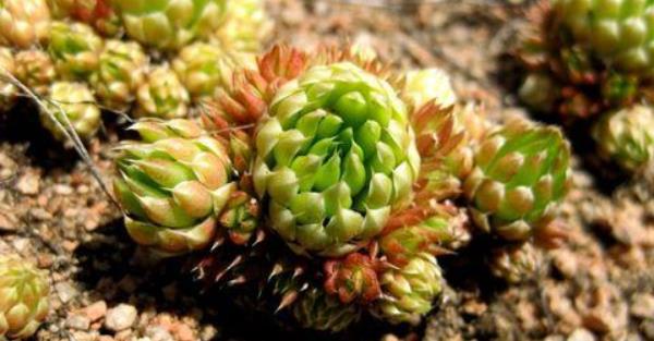 瓦松屬多肉有哪些品種（鑒別方法） 瓦松的生長習(xí)性及分布