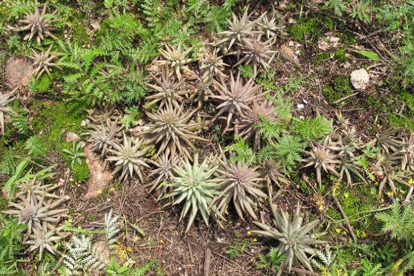 瓦松屬多肉有哪些品種（鑒別方法） 瓦松的生長習(xí)性及分布