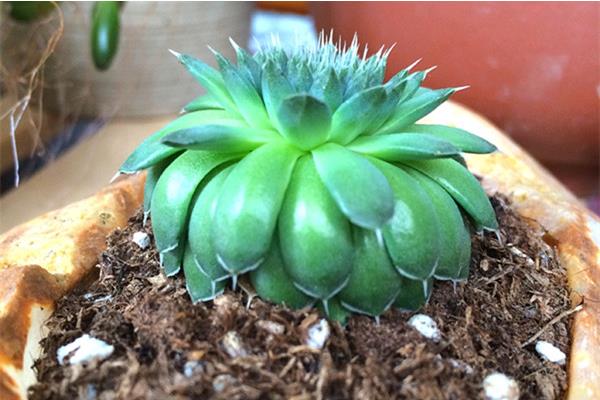 瓦松屬多肉有哪些品種（鑒別方法） 瓦松的生長習(xí)性及分布