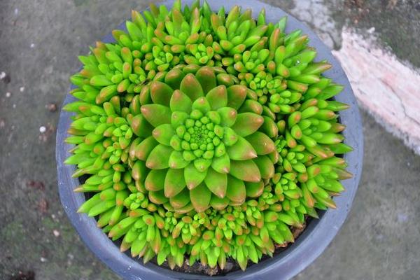 瓦松屬多肉有哪些品種（鑒別方法） 瓦松的生長習(xí)性及分布