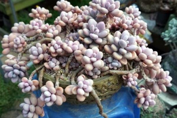 桃之卵葉片不紅處理方法 多肉桃之卵葉片發皺掉落原因及解決辦法