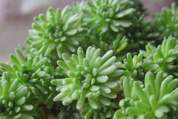 多肉植物球松怎么養的過夏天 球松養殖方法與注意事項