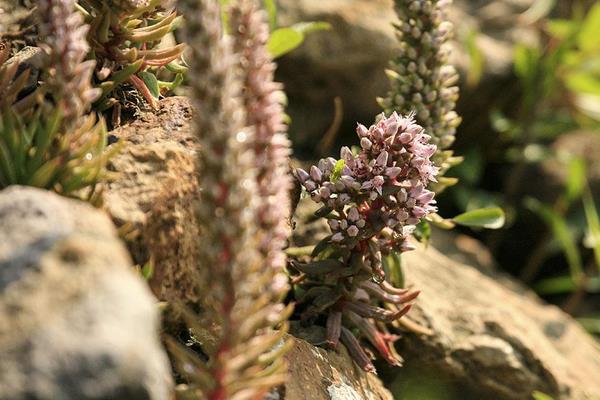 瓦松功效與作用及禁忌 瓦松的藥用選方