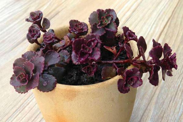 多肉小球玫瑰剪頂扦插繁殖方法 小球玫瑰怎么澆水施肥