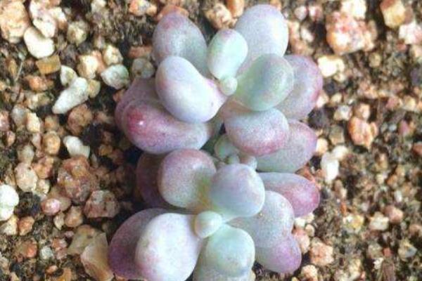 桃之卵葉片不紅處理方法 多肉桃之卵葉片發皺掉落原因及解決辦法