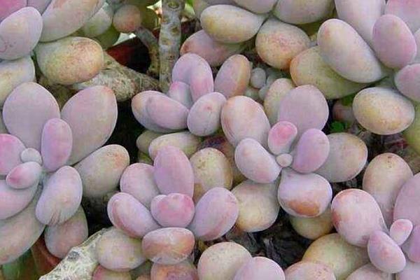 桃之卵葉片不紅處理方法 多肉桃之卵葉片發皺掉落原因及解決辦法