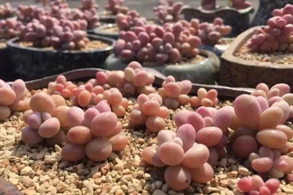 桃之卵葉片不紅處理方法 多肉桃之卵葉片發皺掉落原因及解決辦法