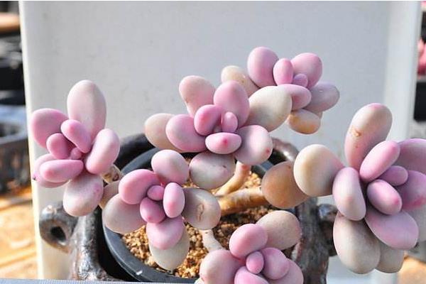 桃之卵葉片不紅處理方法 多肉桃之卵葉片發皺掉落原因及解決辦法