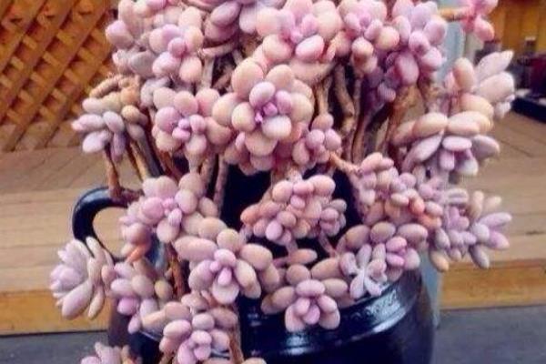 桃之卵葉片不紅處理方法 多肉桃之卵葉片發皺掉落原因及解決辦法