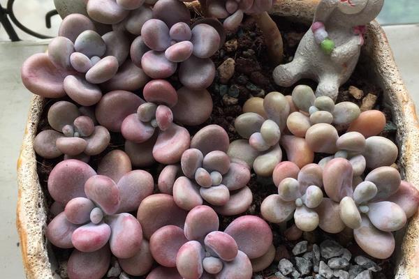 桃之卵葉片不紅處理方法 多肉桃之卵葉片發皺掉落原因及解決辦法