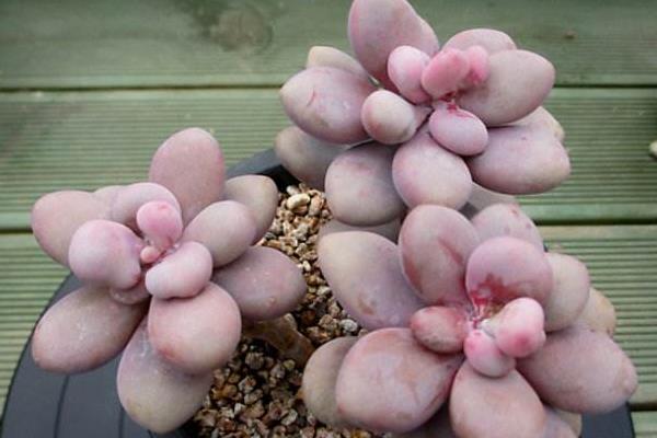 桃之卵葉片不紅處理方法 多肉桃之卵葉片發皺掉落原因及解決辦法