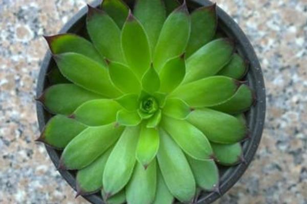 佛座蓮掉葉子怎么辦 佛座蓮多肉葉子長蟲的原因及處理方法