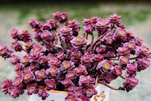 多肉植物小球玫瑰的養殖方法（快速爆盆） 小球玫瑰的養殖注意事項