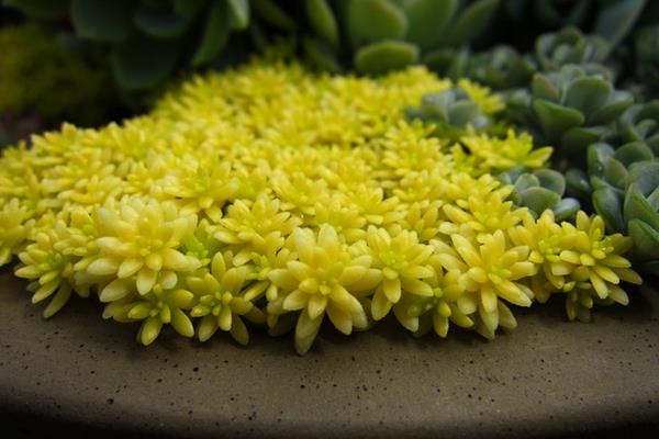 黃金萬年草的種植方法（能用沙嗎） 黃金萬年草怎么養(yǎng)能快速爆盆