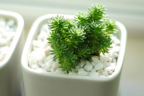 白花小松圖片大全（老樁） 多肉白花小松特點與簡介