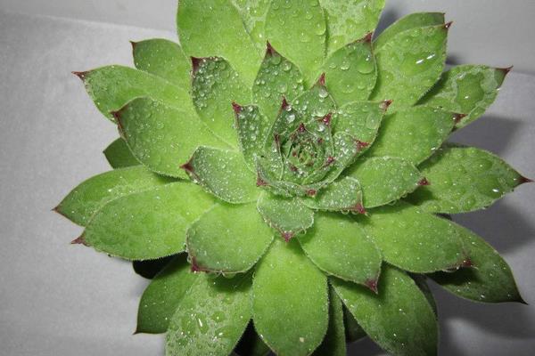 佛座蓮掉葉子怎么辦 佛座蓮多肉葉子長蟲的原因及處理方法