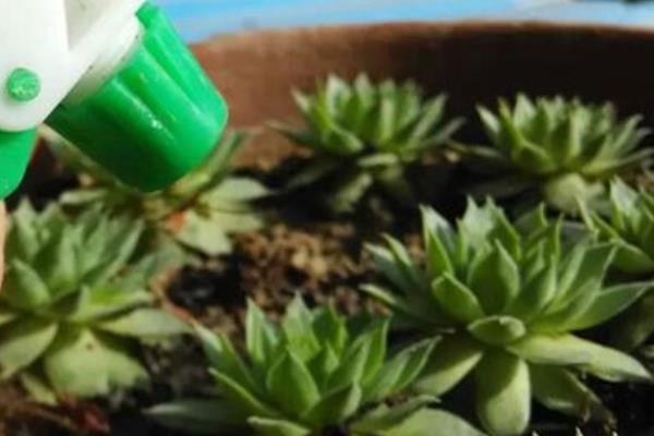 佛座蓮掉葉子怎么辦 佛座蓮多肉葉子長蟲的原因及處理方法