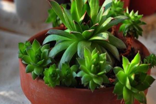 佛座蓮掉葉子怎么辦 佛座蓮多肉葉子長蟲的原因及處理方法