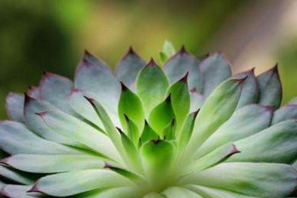 佛座蓮掉葉子怎么辦 佛座蓮多肉葉子長蟲的原因及處理方法