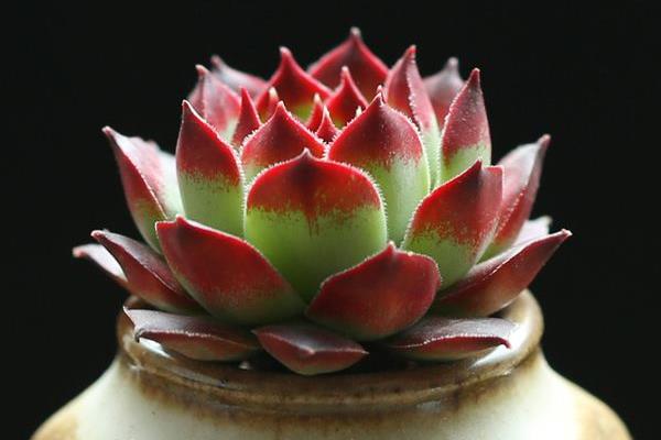 佛座蓮掉葉子怎么辦 佛座蓮多肉葉子長蟲的原因及處理方法