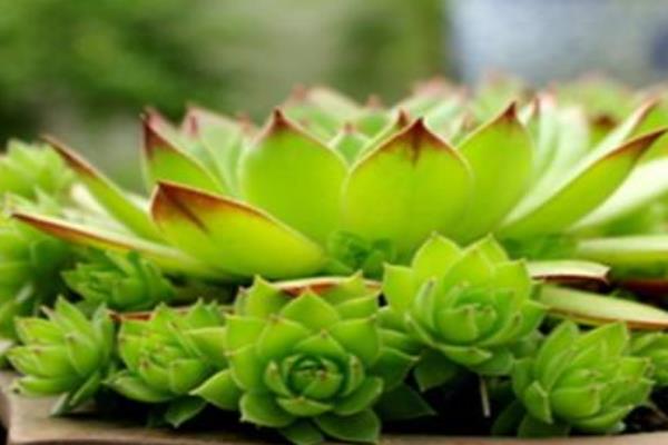 佛座蓮掉葉子怎么辦 佛座蓮多肉葉子長蟲的原因及處理方法