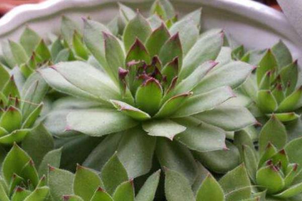 佛座蓮圖片大全（含老樁） 多肉佛座蓮特點與簡介