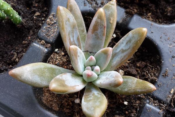 秋麗多肉植物圖片大全（含老樁） 秋麗落葉及葉片發黃怎么處理