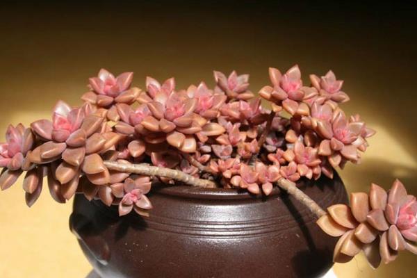 姬朧月怎么養快速爆盆 姬朧月家庭盆栽養殖方法與注意事項