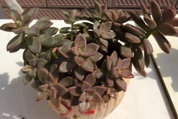 姬朧月怎么養快速爆盆 姬朧月家庭盆栽養殖方法與注意事項