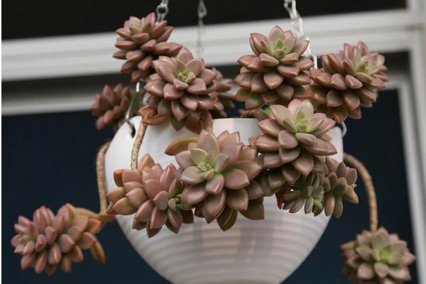 姬朧月怎么養快速爆盆 姬朧月家庭盆栽養殖方法與注意事項