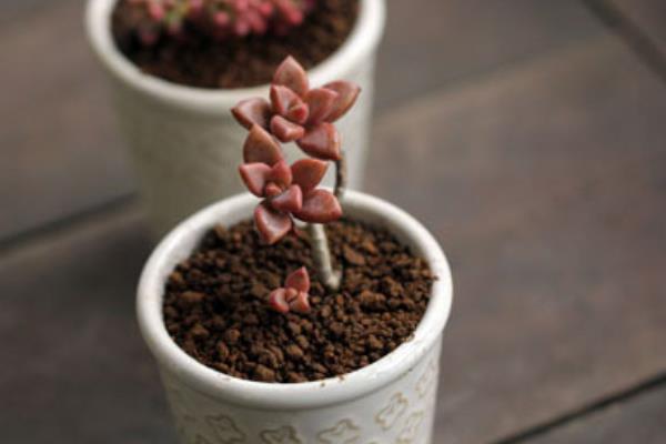 姬朧月怎么養快速爆盆 姬朧月家庭盆栽養殖方法與注意事項