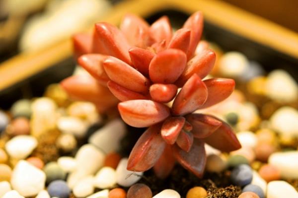 姬朧月怎么養快速爆盆 姬朧月家庭盆栽養殖方法與注意事項