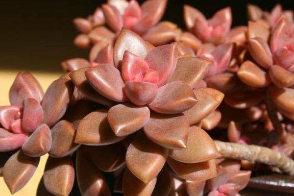 姬朧月徒長砍頭方法技巧 姬朧月繁殖方法