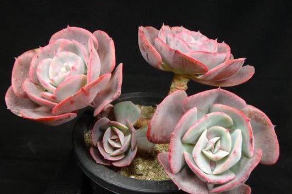 紅粉臺(tái)閣多肉怎么養(yǎng) 紅粉臺(tái)閣多肉繁殖方法