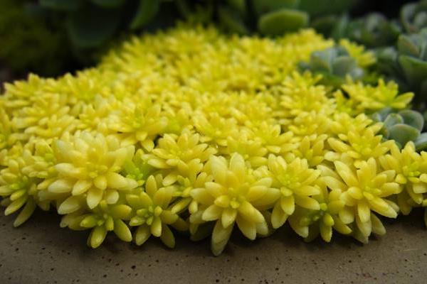 黃金萬年草徒長怎么辦 黃金萬年草葉子枯萎、長蟲處理方法