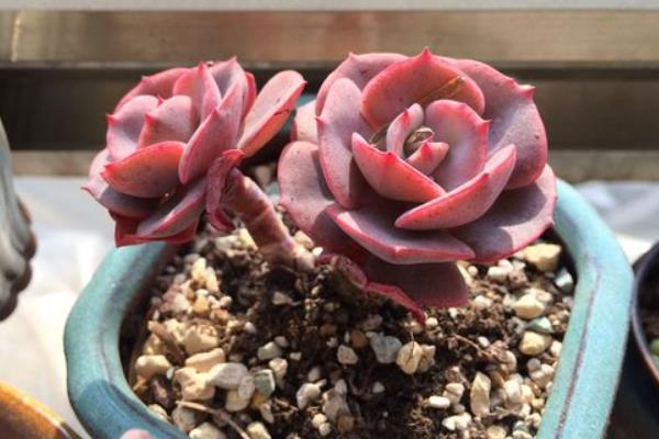 紅粉臺(tái)閣多肉怎么養(yǎng) 紅粉臺(tái)閣多肉繁殖方法