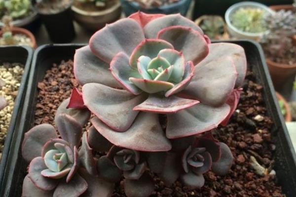 紅粉臺(tái)閣多肉怎么養(yǎng) 紅粉臺(tái)閣多肉繁殖方法