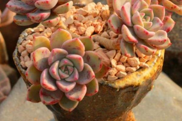 紅粉臺(tái)閣多肉怎么養(yǎng) 紅粉臺(tái)閣多肉繁殖方法