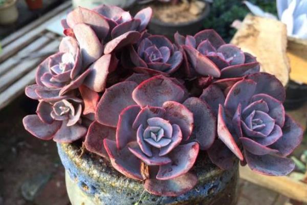 紅粉臺(tái)閣多肉怎么養(yǎng) 紅粉臺(tái)閣多肉繁殖方法