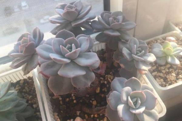 紅粉臺(tái)閣多肉怎么養(yǎng) 紅粉臺(tái)閣多肉繁殖方法