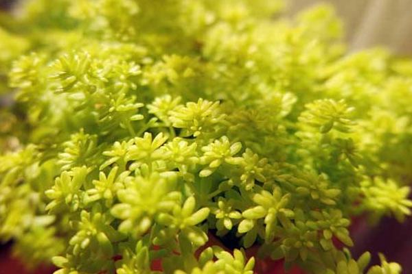 黃金萬年草徒長怎么辦 黃金萬年草葉子枯萎、長蟲處理方法