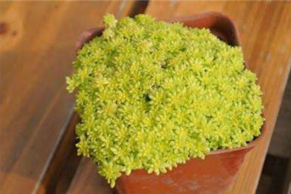 黃金萬年草徒長怎么辦 黃金萬年草葉子枯萎、長蟲處理方法