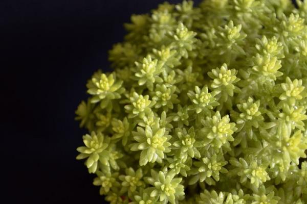 黃金萬年草徒長怎么辦 黃金萬年草葉子枯萎、長蟲處理方法