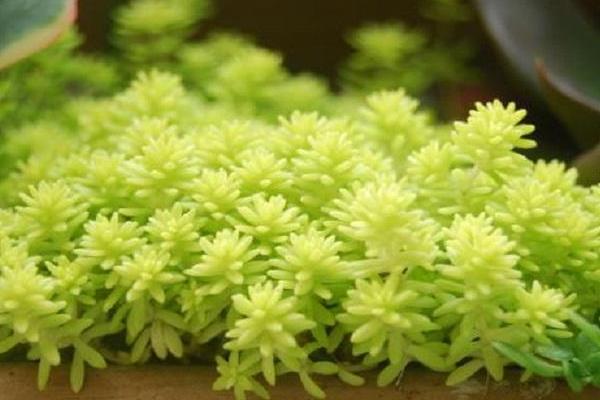 黃金萬年草徒長怎么辦 黃金萬年草葉子枯萎、長蟲處理方法