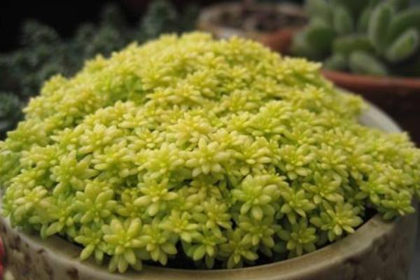 黃金萬年草徒長怎么辦 黃金萬年草葉子枯萎、長蟲處理方法